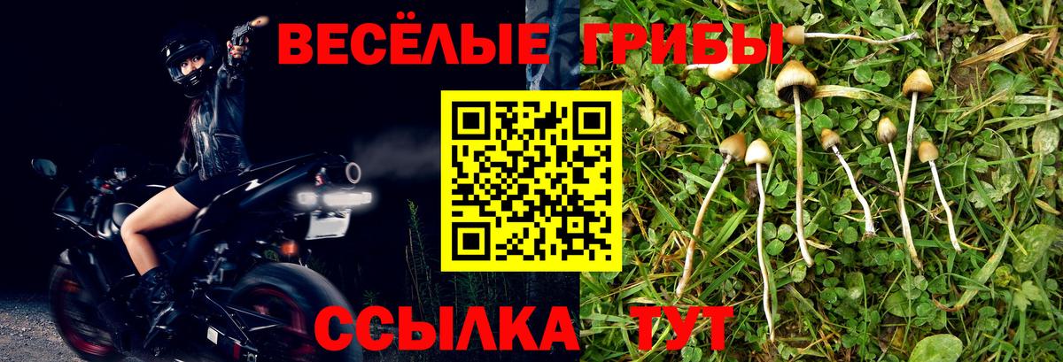 Псилоцибиновые грибы Psilocybe Новосибирск