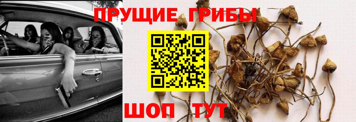 Псилоцибиновые грибы Psilocybine cubensis  Вход с VPN  Новосибирск  Псилоцибиновые грибы ЛСД 